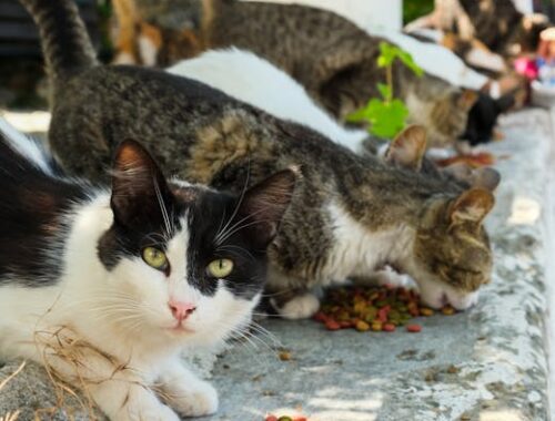 Find den rette kattemad hos Fodergrossisten til din kat og giv den de bedste forudsætninger