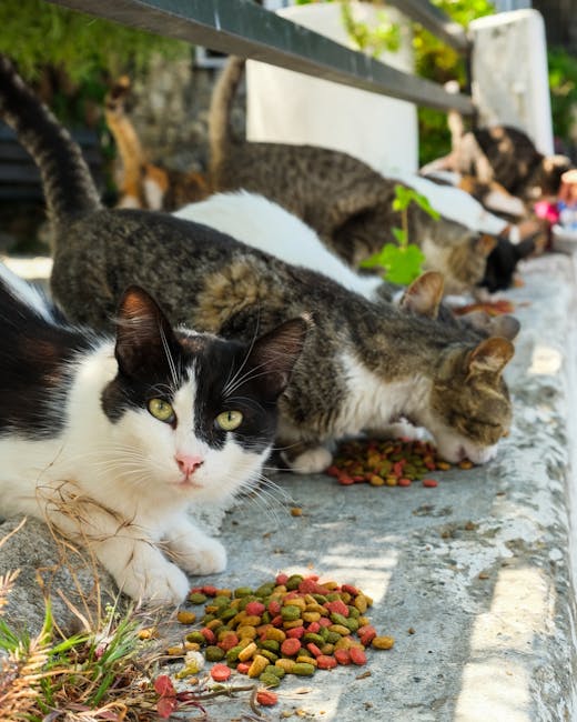 Find den rette kattemad hos Fodergrossisten til din kat og giv den de bedste forudsætninger