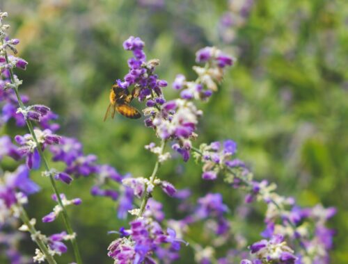 Hvorfor din have er vigtigere for naturen end du tror